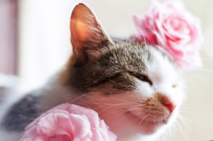 猫8