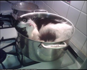 猫7