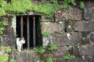 猫4