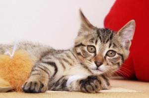 猫1