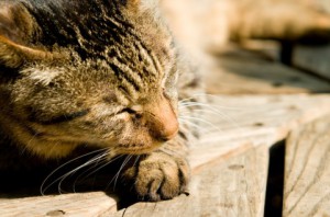 猫12