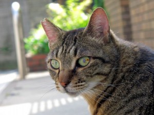 猫3