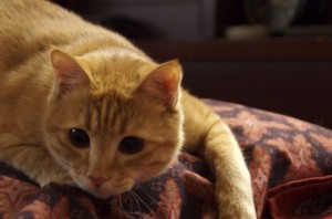 猫13