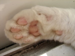猫14猫の手