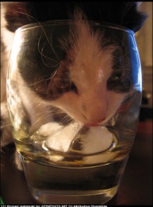 猫6
