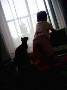 猫16