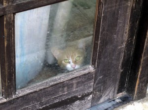 猫5