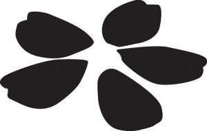モノクロの桜