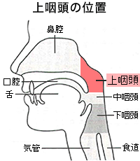 上咽頭(じょういんとう)